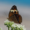 Tropical Buckeye