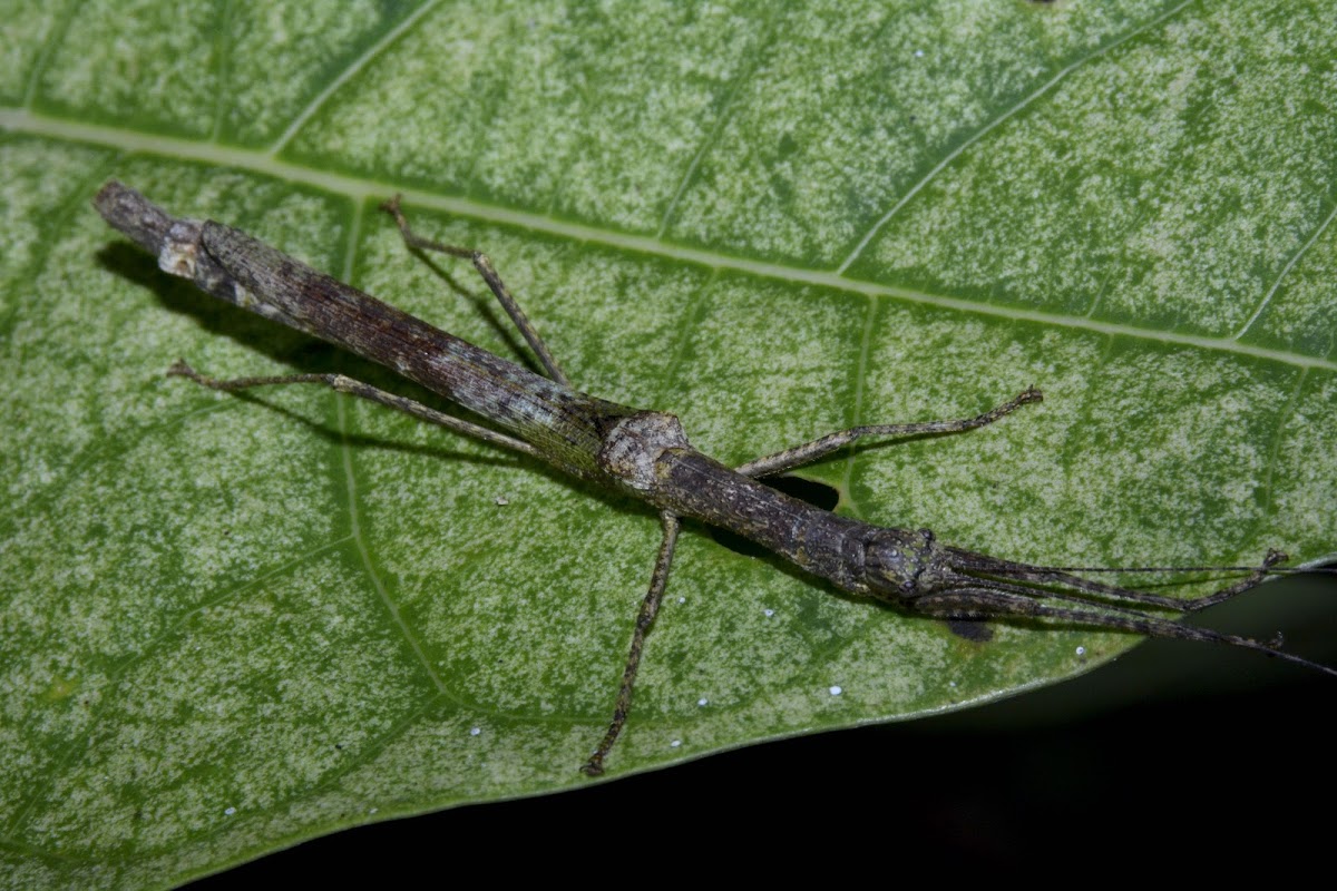 Stick Insect, Phasmid