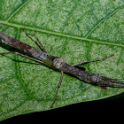 Stick Insect, Phasmid