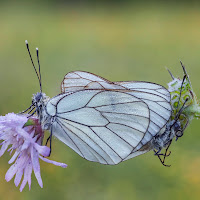 Butterflies  di francofabbretti