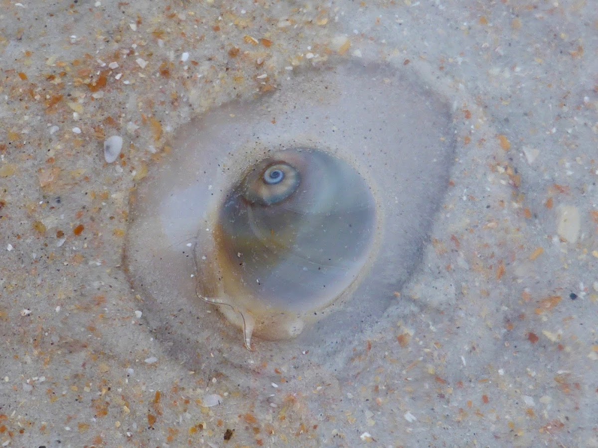 Shark Eye