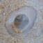 Shark Eye