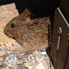 Hispid Cotton Rat