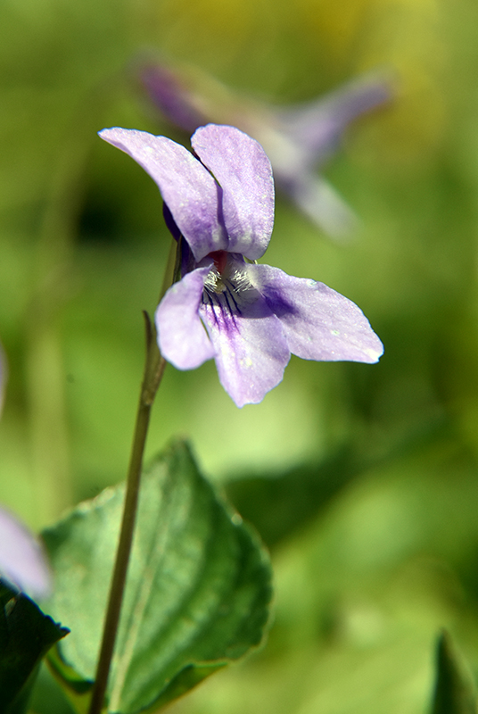 Wood violet