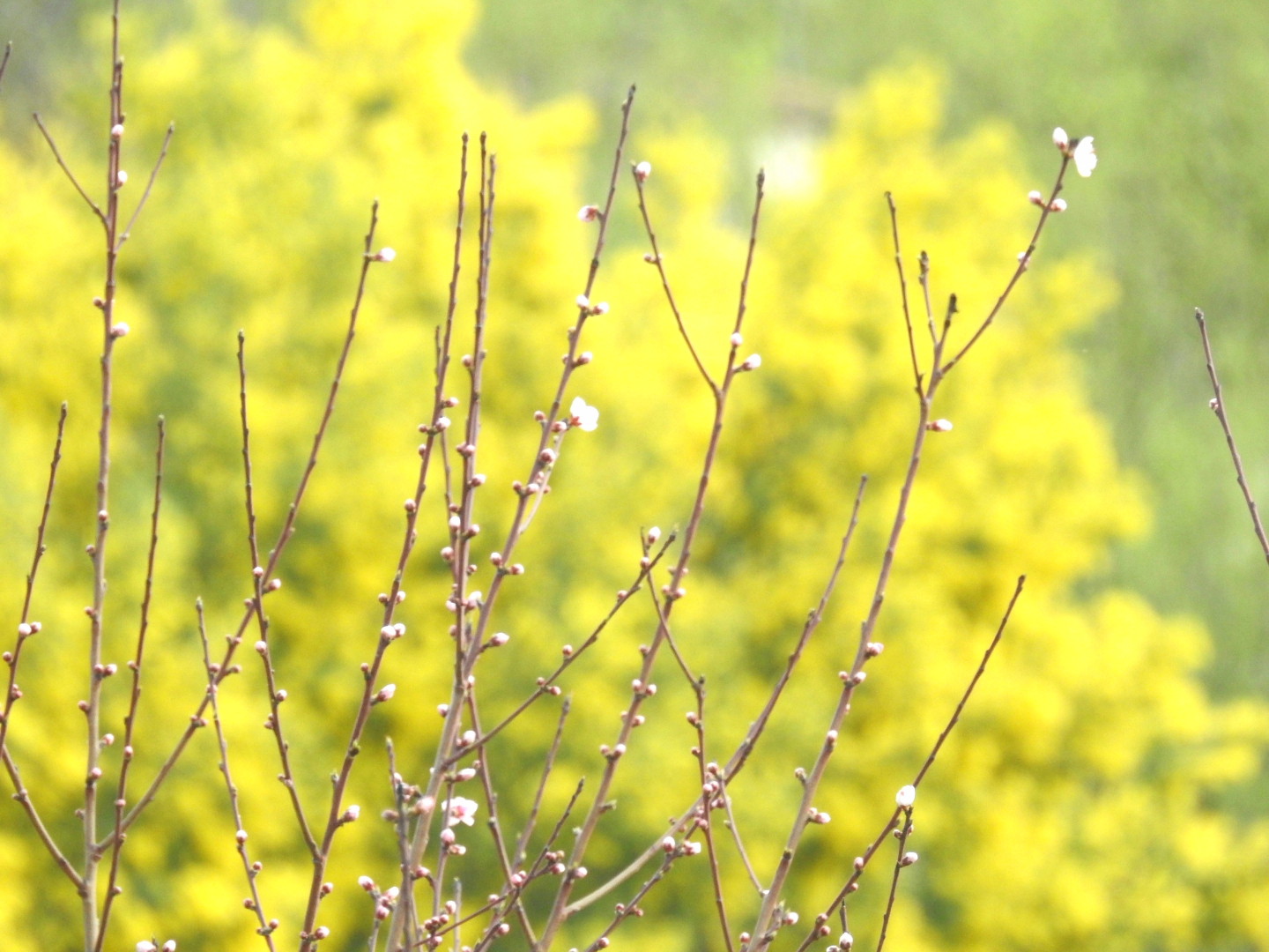 Fiori di pesco e una mimosa....confusa... di maribelli