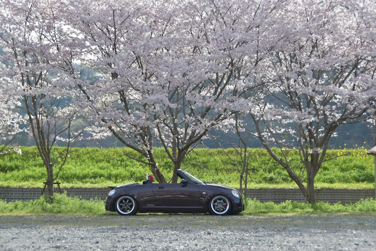 コペンのサクラと愛車・桜シーズン開幕・4月もよろしくお願い致します🌸・黄砂まみれ・夜の撮影会に関するカスタム事例の投稿画像15枚目