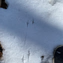 Foot Prints