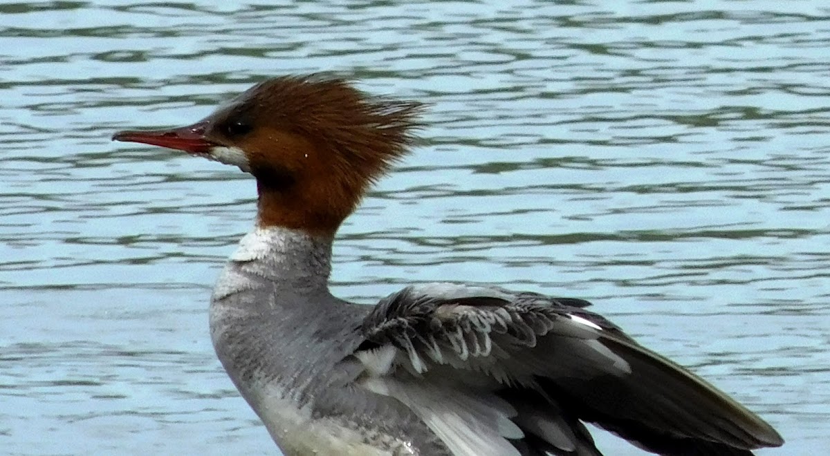 Common Merganser