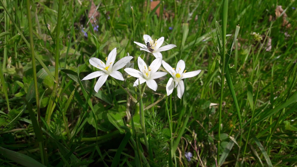 Star-of-Bethlehem