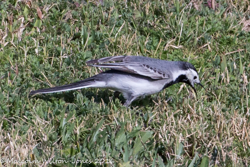 White Wagtail; Lavandera Blanca