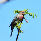 House finch (male)