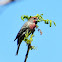 House finch (male)