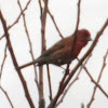 House Finch