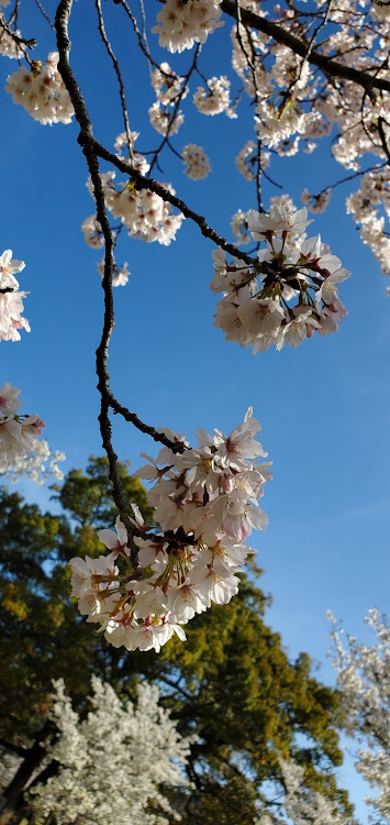 アルファードの桜・30アルファード・SCに関するカスタム事例の投稿画像2枚目