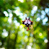 Spiny Orb-weaver