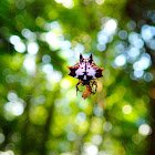 Spiny Orb-weaver