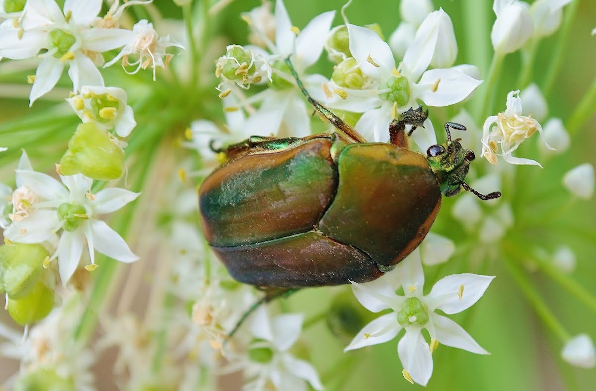 Green June Beetle