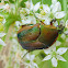 Green June Beetle