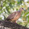 Spotted Dove