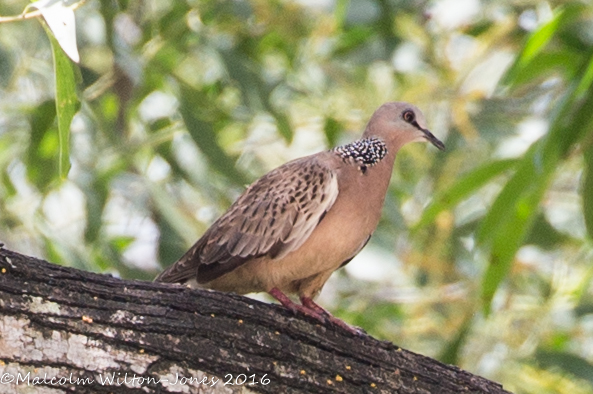 Spotted Dove