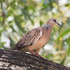 Spotted Dove