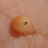 Tachinidae larvae in Mechanitis pupae