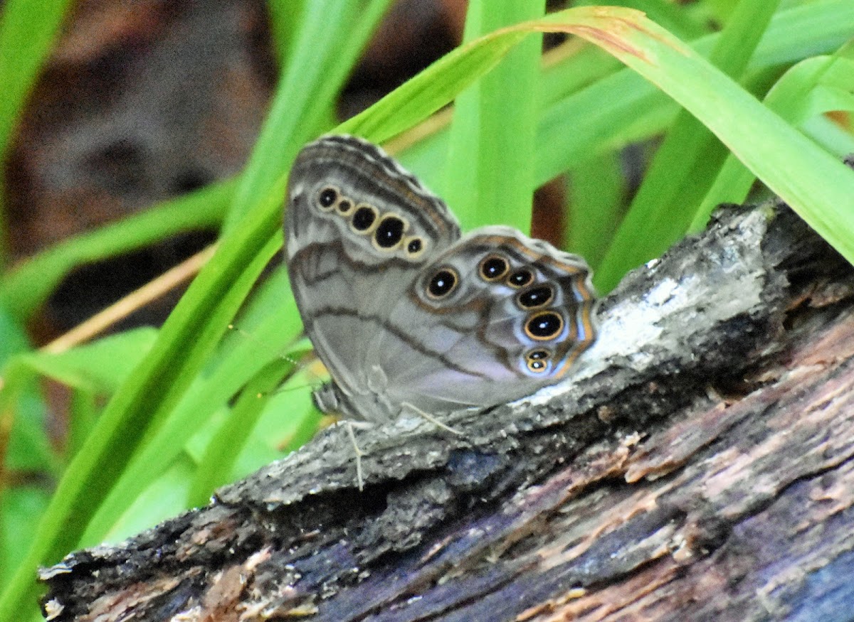 Northern pearly-eye