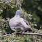 Woodpigeon