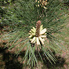 Pitch Pine