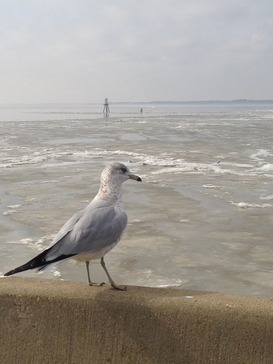 Ring-billed Gull