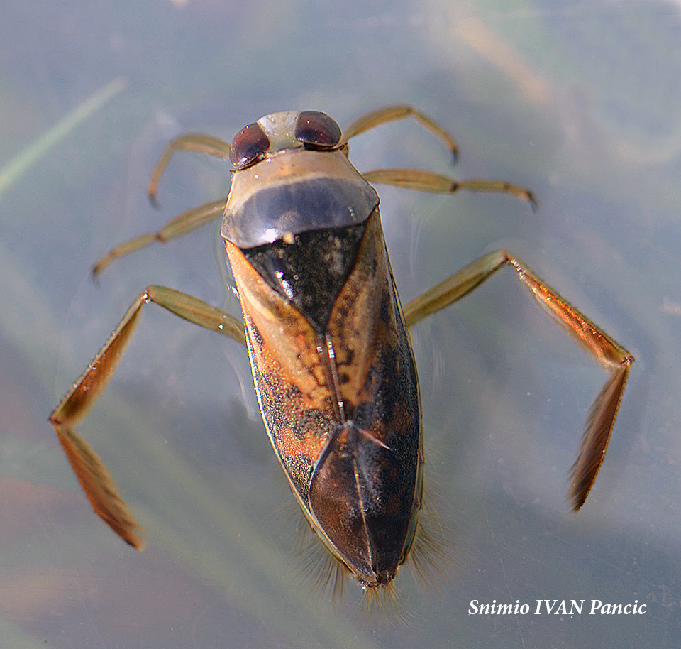 Backswimmer Bug