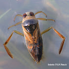 Backswimmer Bug