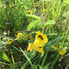 Partridge pea