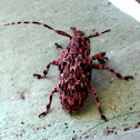 Flat-faced Longhorn Beetle ♀