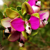 Myrtle-Leaf Milkwort