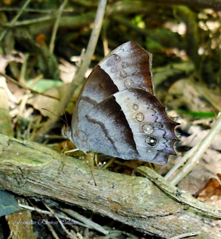 Satyrid Butterfly