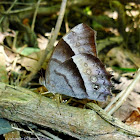 Satyrid Butterfly