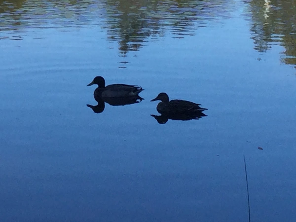 Mallard Ducks