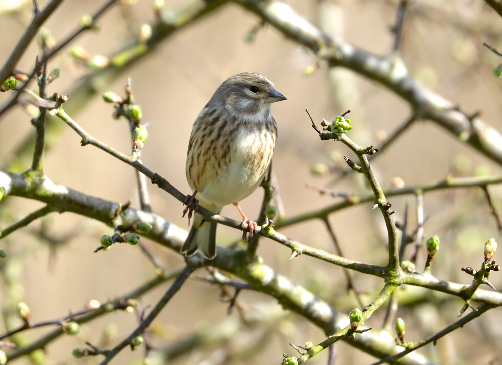 Common Linnet