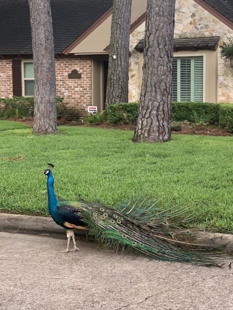 Peacock