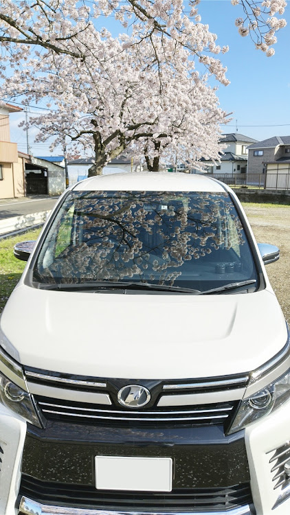 ヴォクシーのVOXY 80 前期・VOXY煌II・愛車撮影・桜とコラボ🌸に関するカスタム事例の投稿画像2枚目