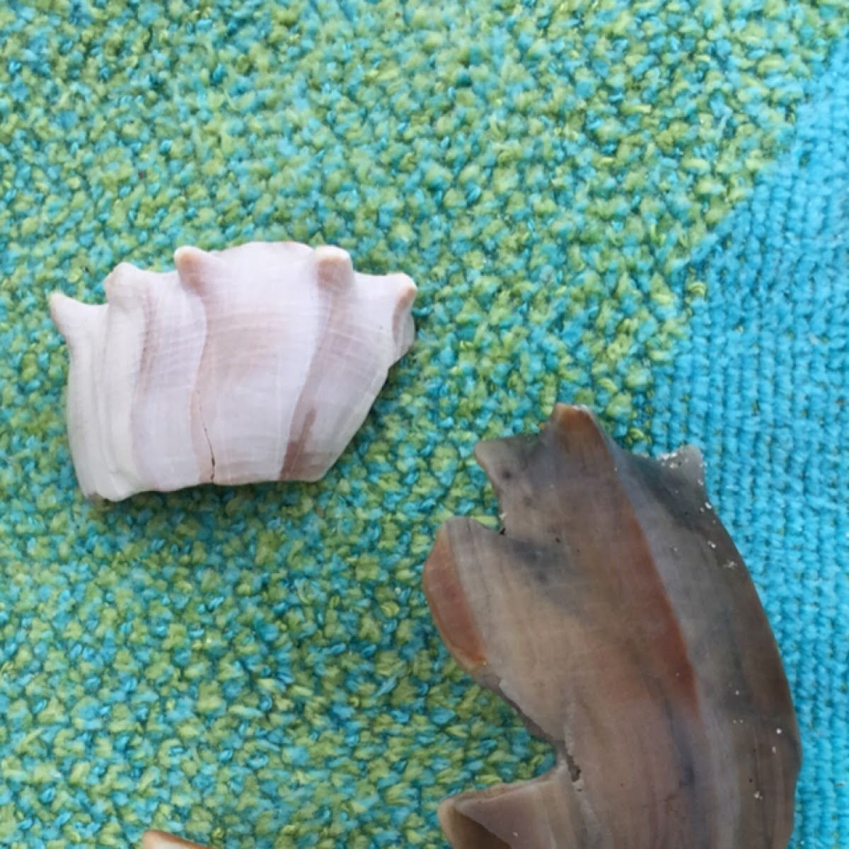 Knobbed Whelk