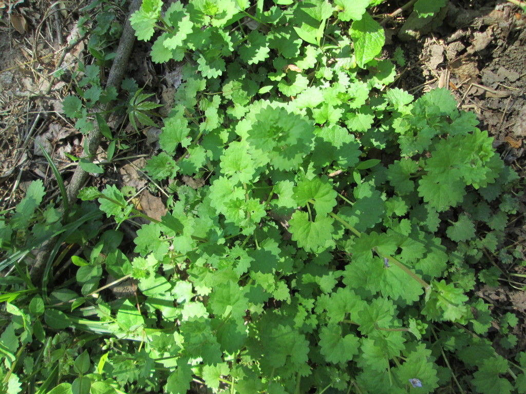 Ground Ivy