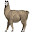 Llamas HD Wallpapers Animals New Tab Theme