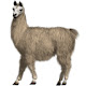 Llamas HD Wallpapers Animals New Tab Theme