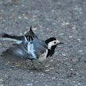 White Wagtail