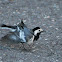 White Wagtail