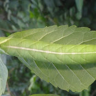 Sphynx moth caterpillar