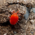 Red Velvet Mite