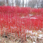 Coral Dogwood